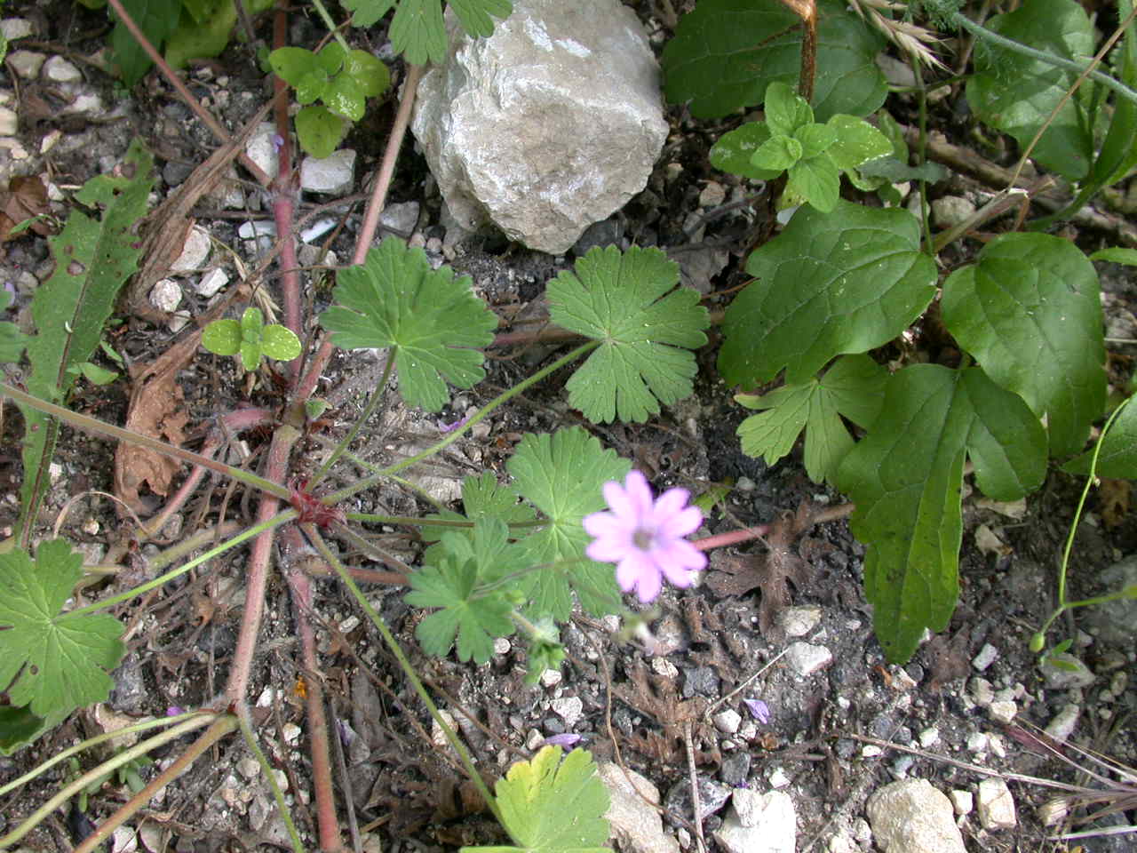 Geranium cfr. pyrenaicum